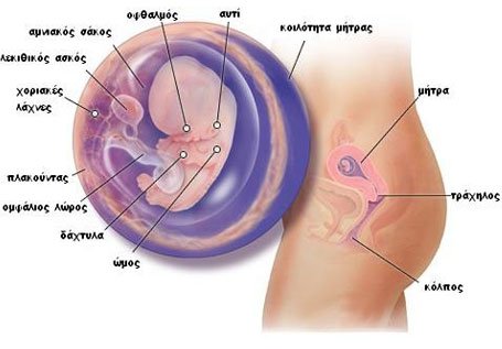 6η-8η εβδομάδα, επιβεβαίωση της εγκυμοσύνης